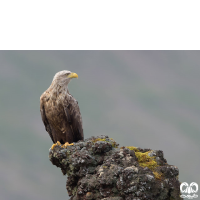 گونه عقاب دریایی دم سفید White tailed Eagle